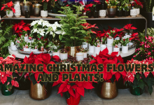 5 Amazing Christmas Flowers and Plants to Instantly Transform Your Home