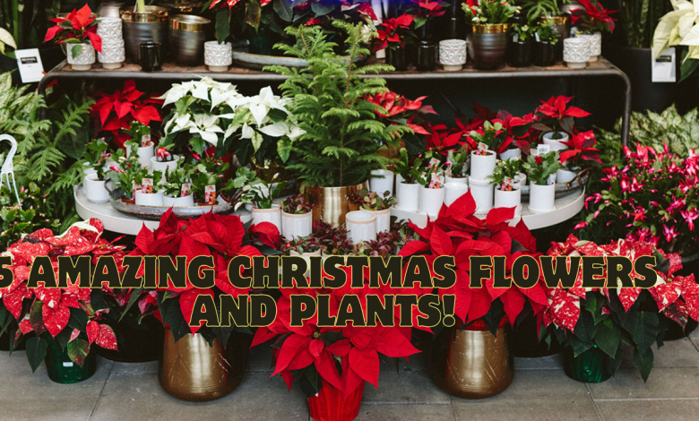 5 Amazing Christmas Flowers and Plants to Instantly Transform Your Home