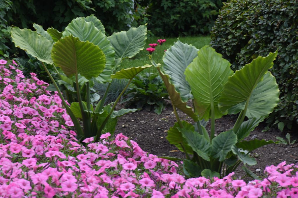 Alocasia-gageana