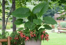 Alocasia-gageana