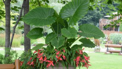 Alocasia-gageana