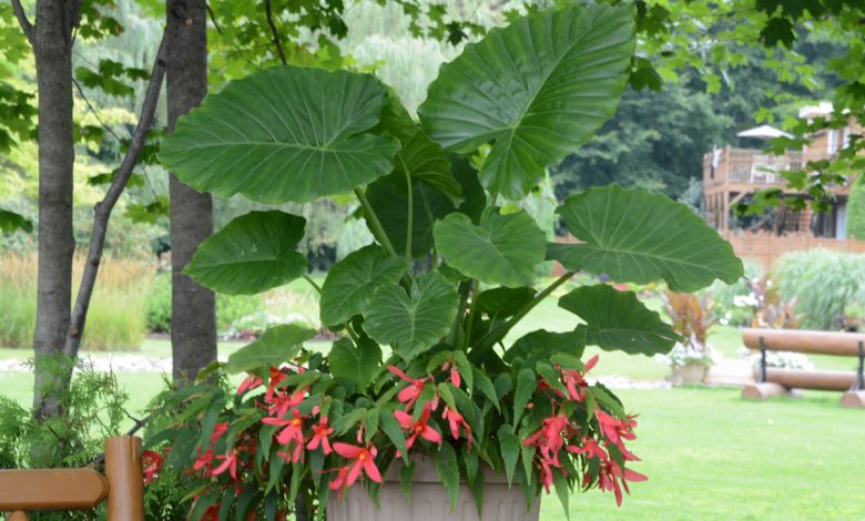 Alocasia-gageana