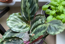 Calathea Medallion PlantHelp