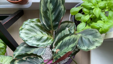 Calathea Medallion PlantHelp