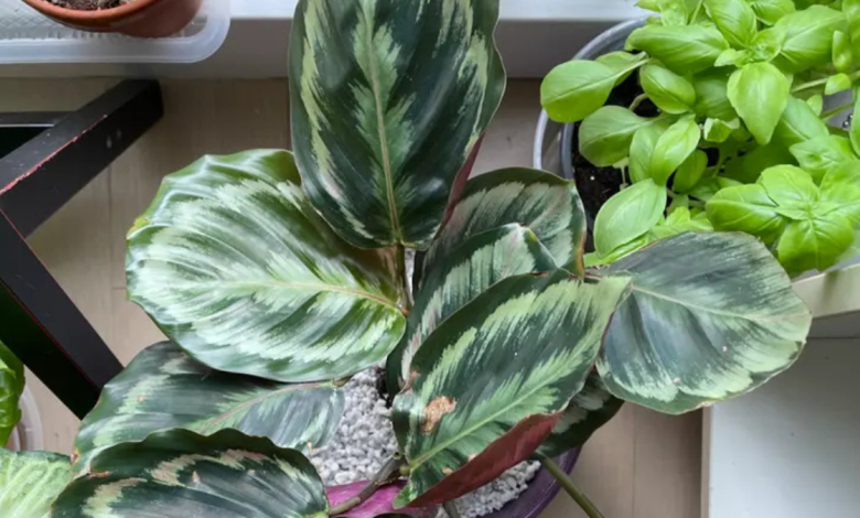 Calathea Medallion PlantHelp