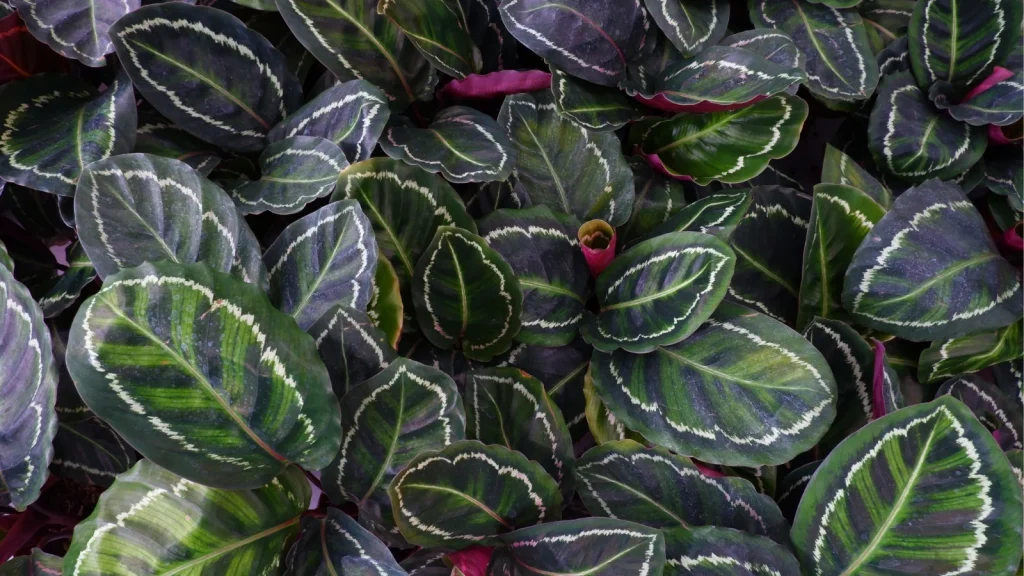 Calathea Medallion Care