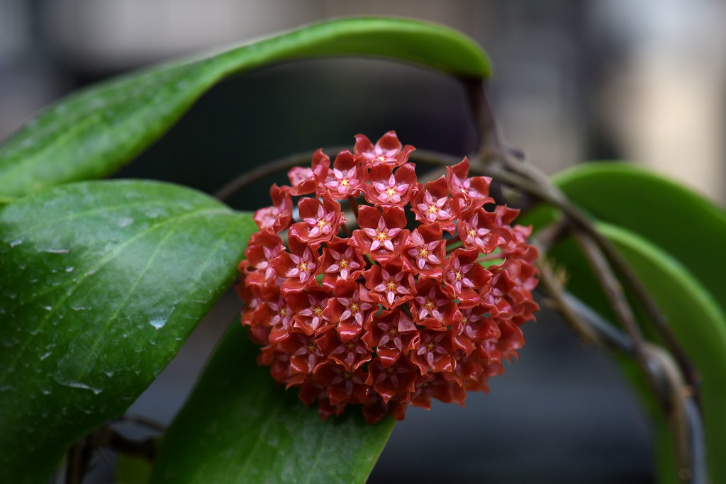 Hoya Ilagiorum: A Guide to Caring for this Beautiful Houseplant