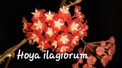 Hoya Ilagiorum: A Guide to Caring for this Beautiful Houseplant