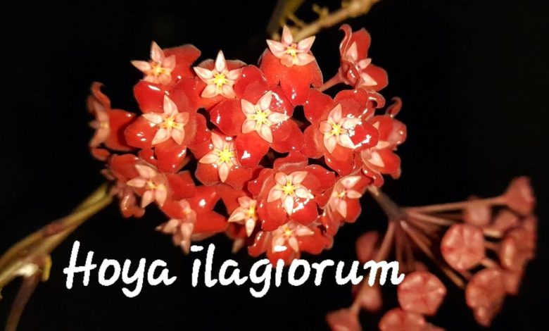 Hoya Ilagiorum: A Guide to Caring for this Beautiful Houseplant