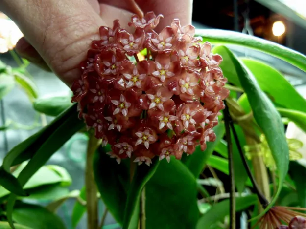 Hoya Ilagiorum: A Guide to Caring for this Beautiful Houseplant