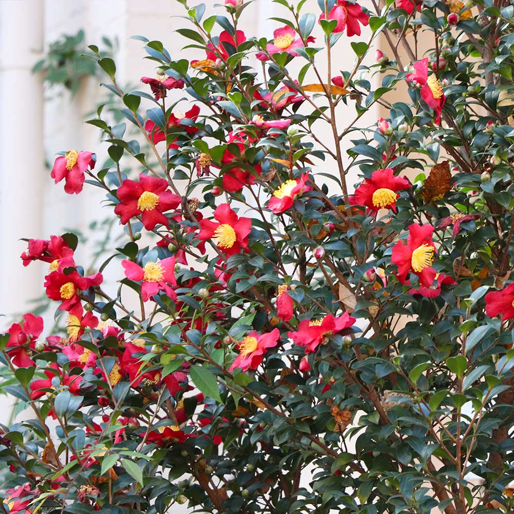 Yuletide Camellia